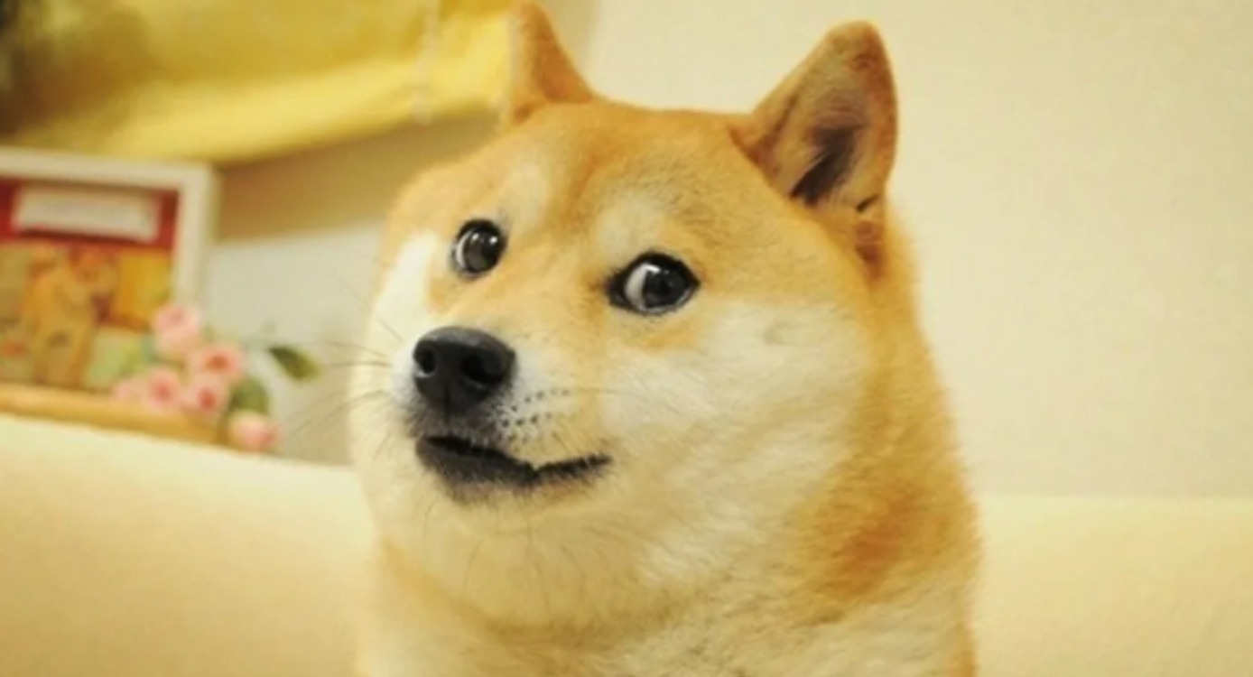 Iconic "Doge" Meme Dog Kabosu Passes Away at 18