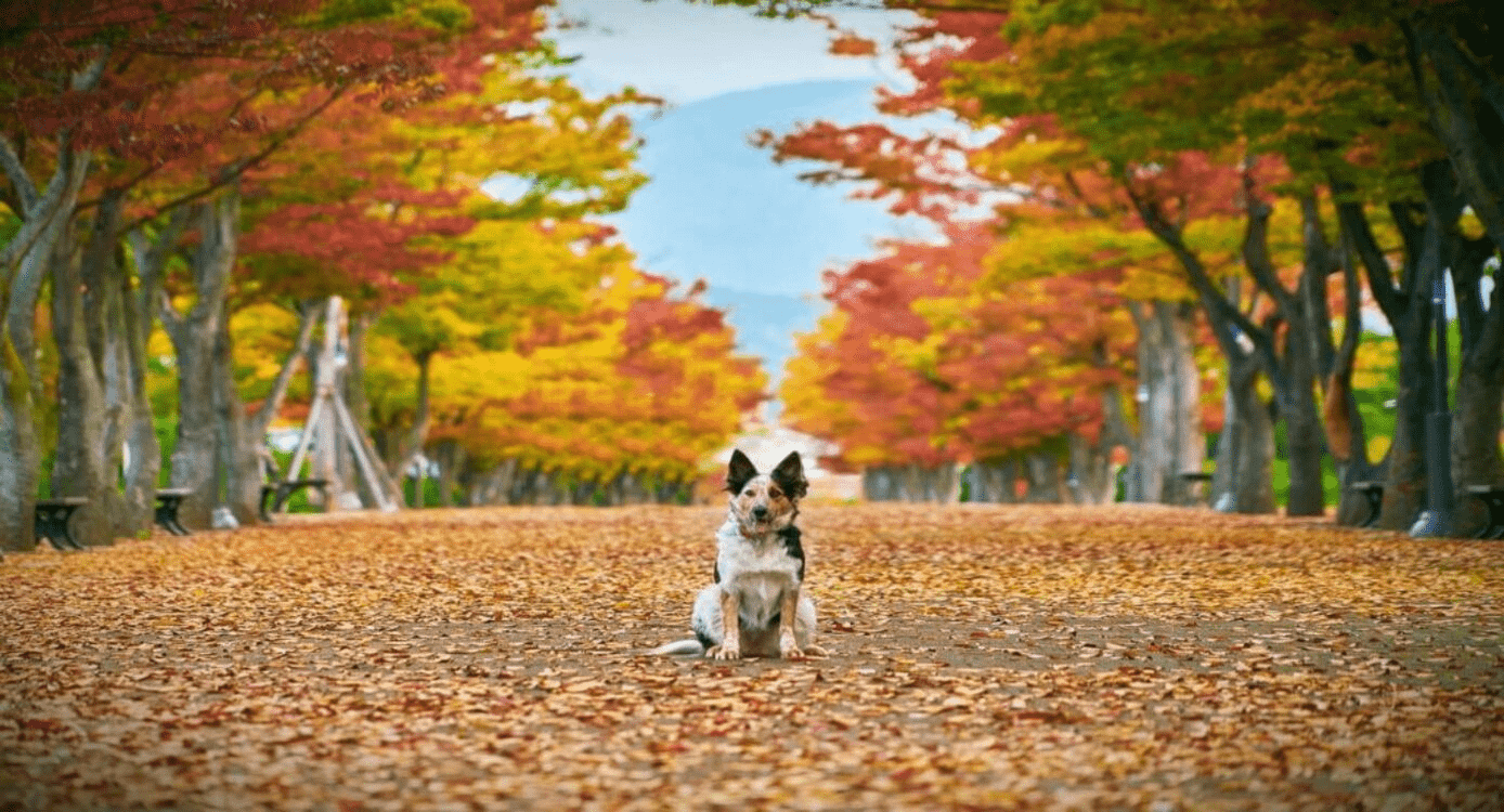 Autumn Travel Popularity Ranking: Tokyo Takes the Lead, Followed by Hokkaido and Osaka